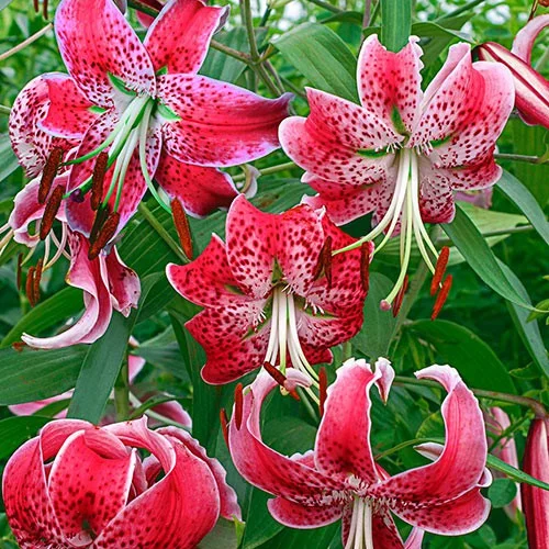 Лілія Speciosum Rubrum звисаюча тигрова, De Ree