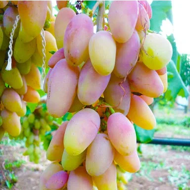 Саджанець винограду Діксон