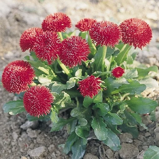Маргаритка Рогли 1000 дражированных семян красная, Benary flowers - Фото 2