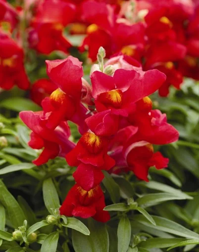 Левовий зів Снеппі F1 100 насіння карликовий червоний, Hem Genetics
