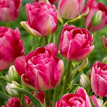 Тюльпан махровые многоцветковые Granda (10611)