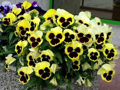 Виола виттрока Маммут F1 100 семян желтая с глазком, Syngenta Flowers