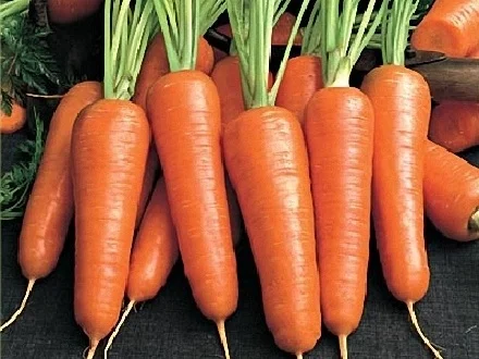 Морковь Московская зимняя 1 кг среднеспелая - Фото 2