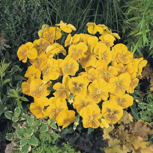 Віола вітроку Кетс F1 100 насіння жовта, Benary flowers - Фото 2