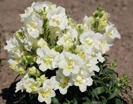 Левовий зів махровий Твінні F1 100 насіння білий, Hem Genetics