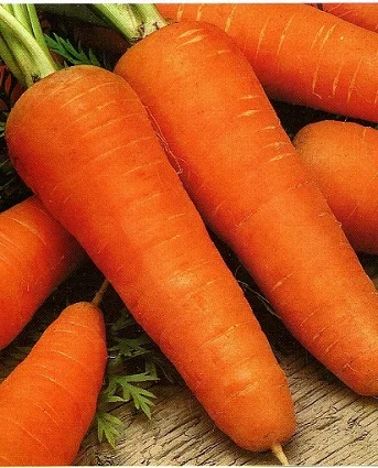 Морковь Шантане 1 кг среднеспелая