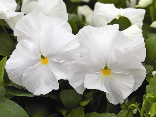 Виола виттрока Маммут F1 100 семян белая, Syngenta Flowers