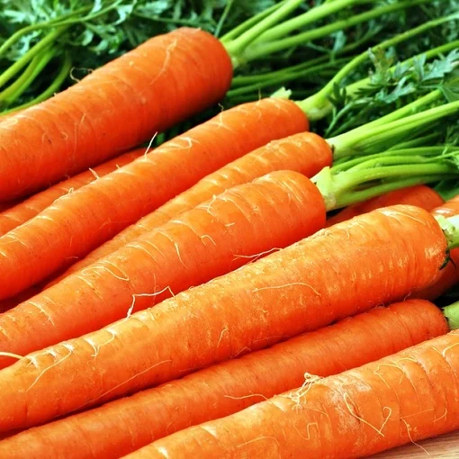 Морковь Каротан 50 г поздняя, Rijk Zvaan
