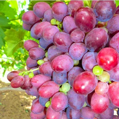 Саджанець винограду Марсело