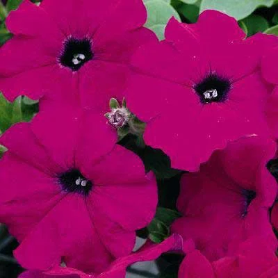 Петуния Рамблин F1 100 дражированных семян фиолетовая, Syngenta Flowers