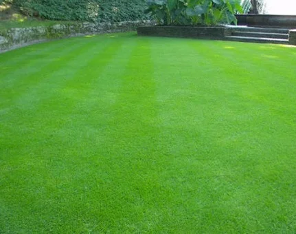 Трава газонна Ліліпут 100 г, DLF Trifolium - Фото 2