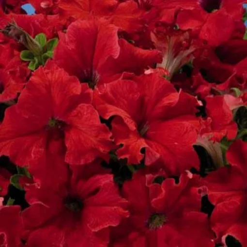 Петуния Аладдин F1 1000 дражированных семян красная, Benary flowers