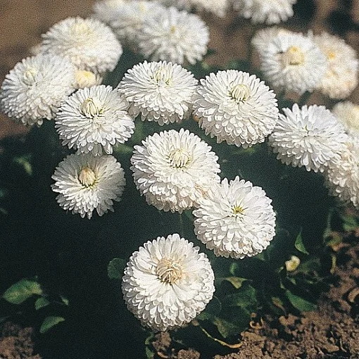 Маргаритка Рогли 1000 дражированных семян белая, Benary flowers - Фото 2