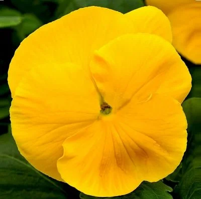 Виола виттрока Маммут F1 100 семян желтая, Syngenta Flowers