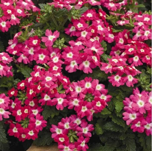 Вербена гибридная Тускани F1 100 семян розовая с глазком, Syngenta Flowers - Фото 2