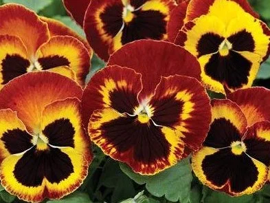 Виола виттрока Маммут F1 100 семян желто-красная, Syngenta Flowers