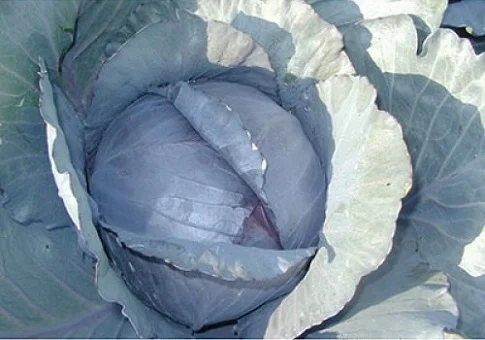 Капуста Гарансі F1 20 насіння червонокачанна пізня, Clause - Фото 4