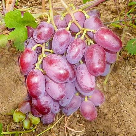 Саженцы винограда Соната