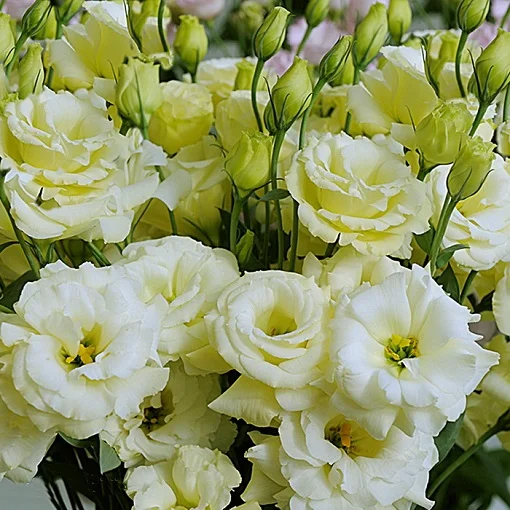 Еустома АВС F1 100 насінин великоквіткова махрова жовта, Pan American flowers