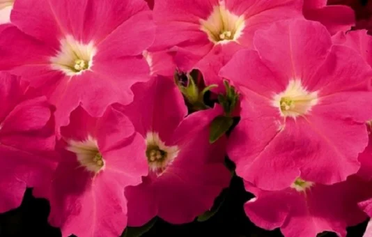 Петуния Селебрети F1 1000 дражированных семян малиновая, Benary flowers