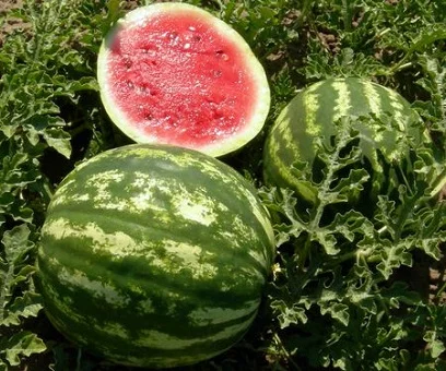 Кавун Кримсон Світ 500 г ультраранній, Unigen Seeds - Фото 2