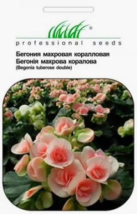 Бегония клубневая махровая коралловая Syngenta Flowers (Нидерланды)