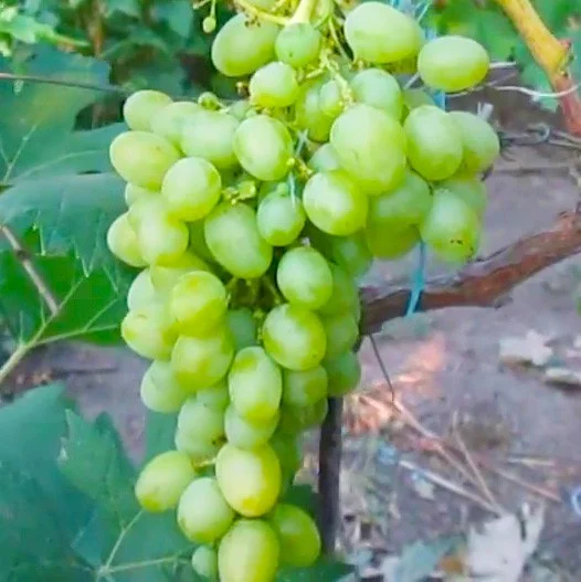 Саженец винограда Маруся