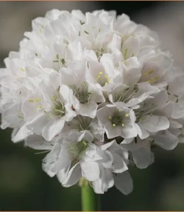 Армерия приморская Армада 100 семян белая, Syngenta Flowers