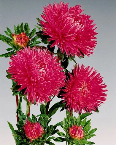 Астра игольчатая Гала 1000 семян розовая, Benary flowers