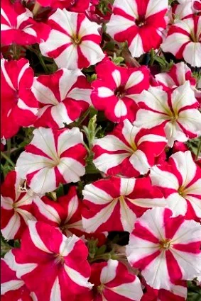 Петуния Селебрети F1 1000 дражированных семян бело-розовая, Benary flowers