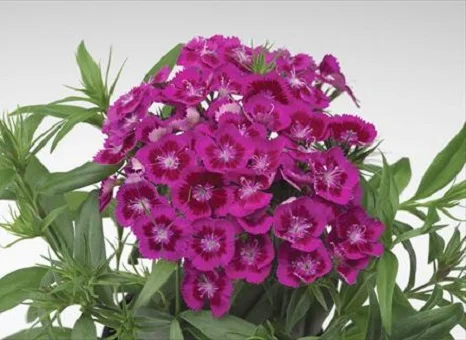 Гвоздика турецкая Диабунда F1 100 дражированных семян пурпурная, Syngenta Flowers
