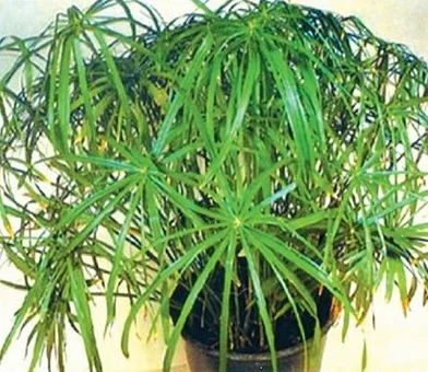 Циперус черговолистий 10 насінин, Benary flowers - Фото 3