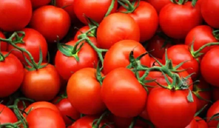 Томат Санька весовой для переработки кустовой ультраранний