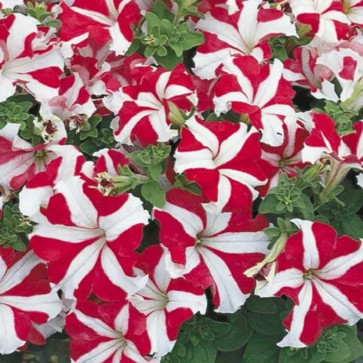 Петуния Ультра F1 1000 дражированных семян бело-красная, Syngenta Flowers
