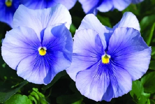 Виола виттрока Карма F1 100 семян голубая, Syngenta Flowers