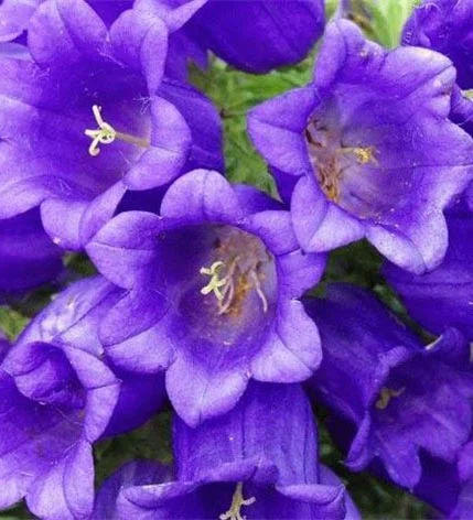 Дзвіночок Кампана 100 дражованого насіння середній темно-синій, Pan American flowers