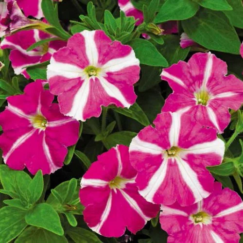 Петунія Пікобелла F1 200 дражованого насіння рожева зірка, Syngenta Flowers