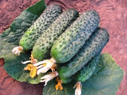 Огірок Директор F1 500 насіння партенокарпічний ранній, Nunhems Zaden - Фото 2