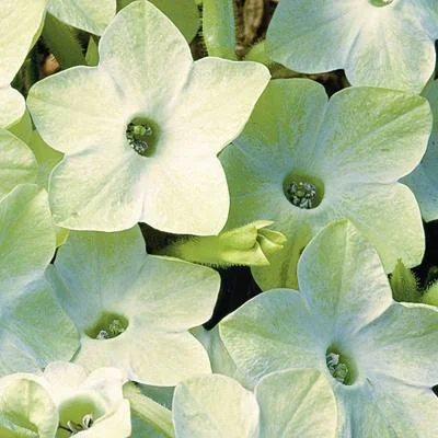 Табак крылатый Саратога F1 200 дражированных семян бело-зеленый, Syngenta Flowers