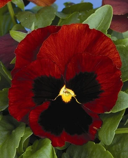 Виола виттрока Колоссус F1 100 семян красная с глазком, Syngenta Flowers