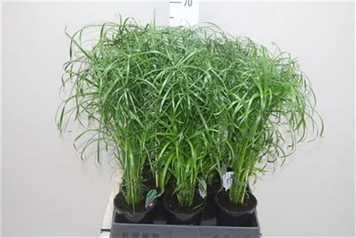 Циперус черговолистий 10 насінин, Benary flowers - Фото 2