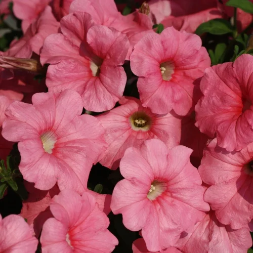 Петунія Рамблін F1 100 дражованого насіння персикова, Syngenta Flowers
