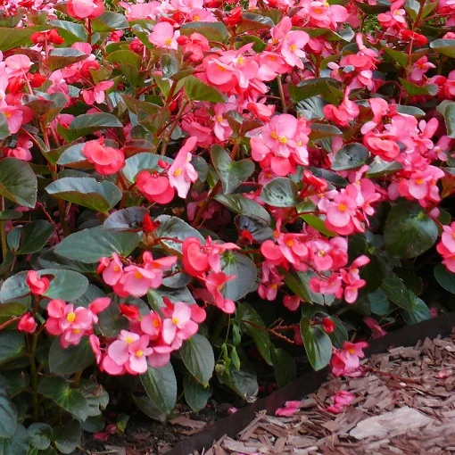 Бегонія каскадна Дрегон Вінг F1 5 дражованого насіння рожева, Pan American flowers - Фото 2