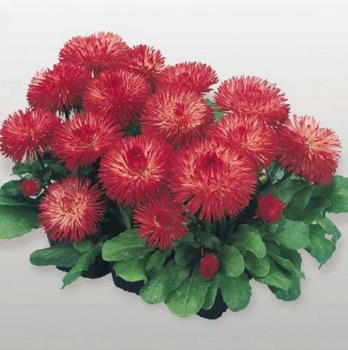 Маргаритка Хабанера 250 дражированных семян красная, Benary flowers