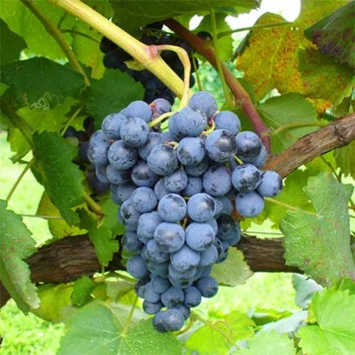 Саженцы винограда Аликант Буше
