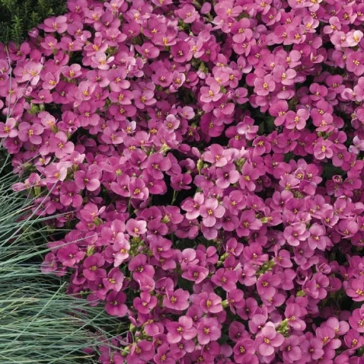 Арабис кавказский Лотти 10 дражированных семян розовый, Pan American flowers - Фото 4