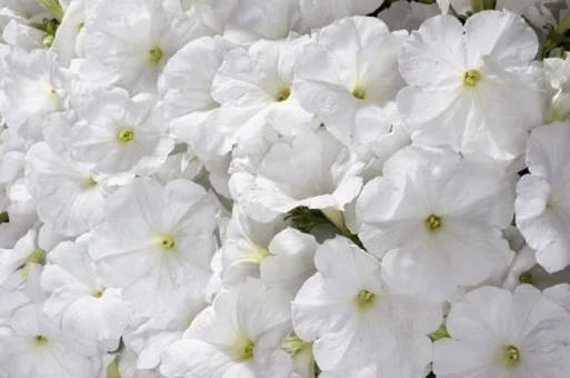 Петуния Селебрети F1 1000 дражированных семян белая, Benary flowers