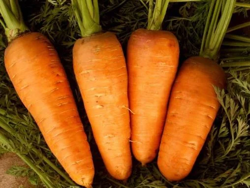 Морковь Шантане Ред Кор 500 г, United Genetics
