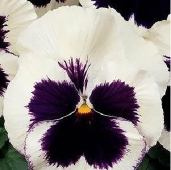 Виола виттрока Колоссус F1 100 семян белая с глазком, Syngenta Flowers
