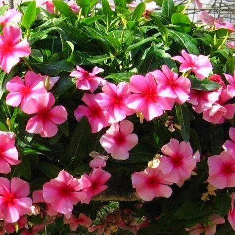 Катарантус Медітер F1 100 насіння страуберрі, Pan American flowers